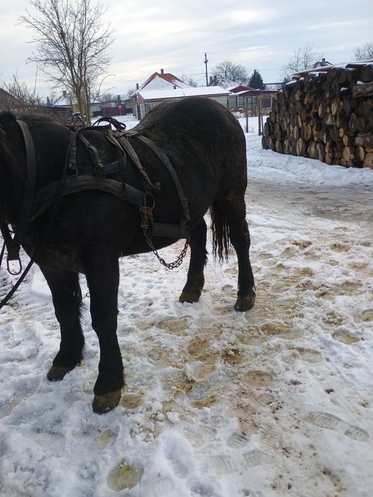 Vând Armăsar 1an si8luni