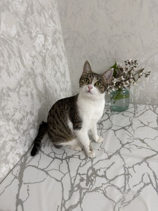 Кошечка 9 месяцев