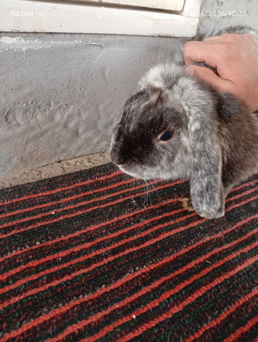 French Lop rabbits bolalari 1-1.5 oylik