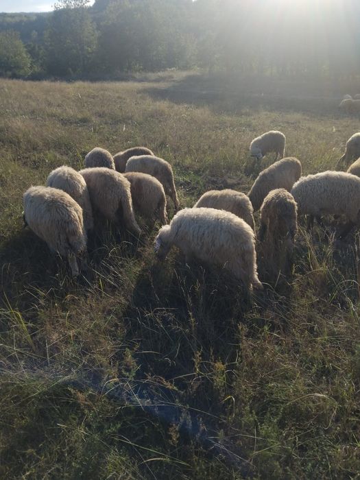 Vand miei buni de taiat