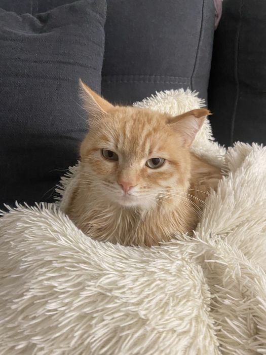 Котик Рыжик ищет дом