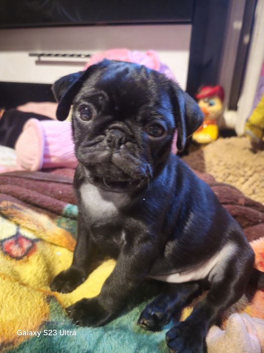 Мопс черномазенькая