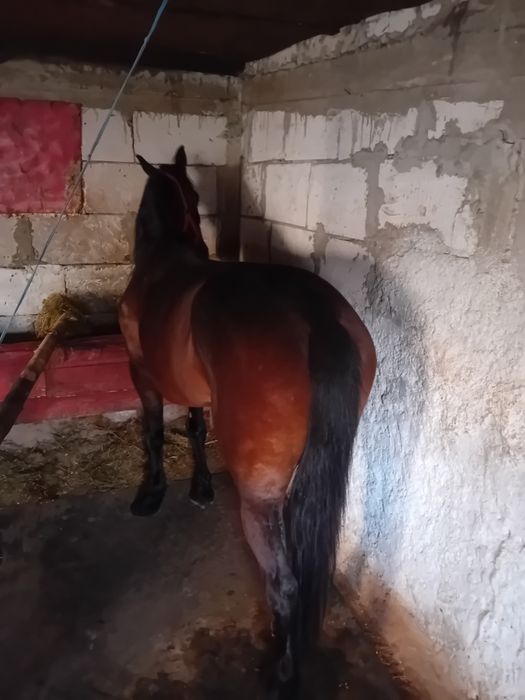 Iapă trapasă garantată