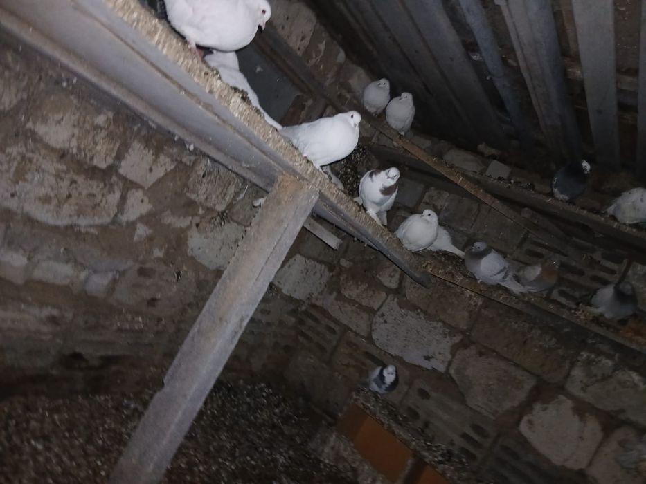 Продам  продам голубей