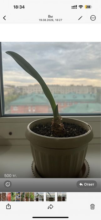 Продам комнатные цветы