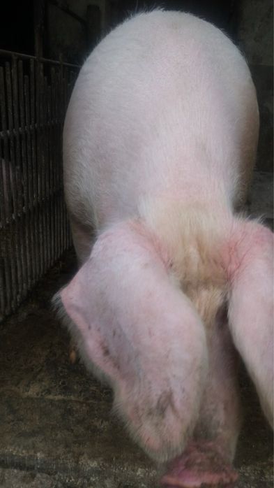 Прасета българска бяла