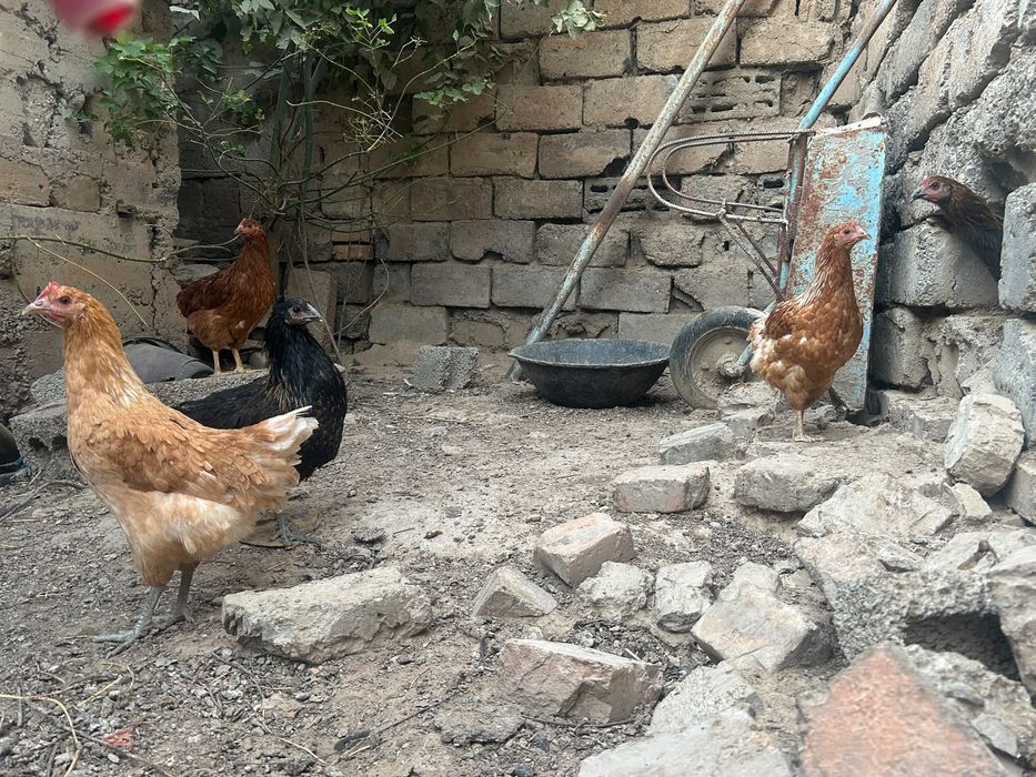Куры тауық 5=6 айлық