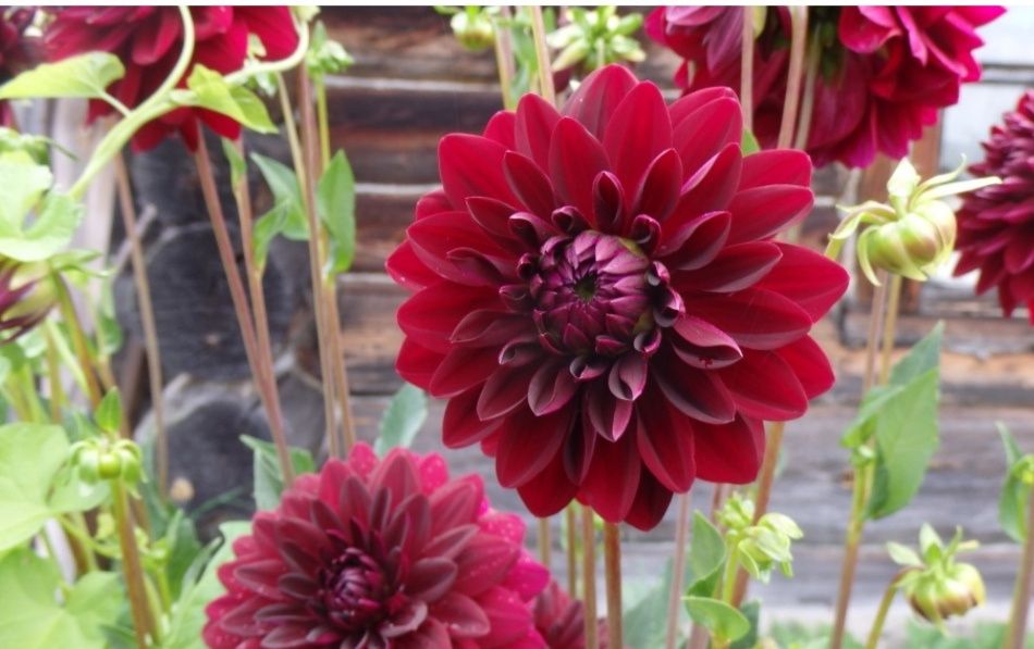 Клубни георгинов