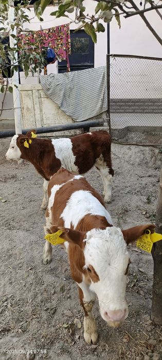 Toza smental buzoqlar  sotiladi