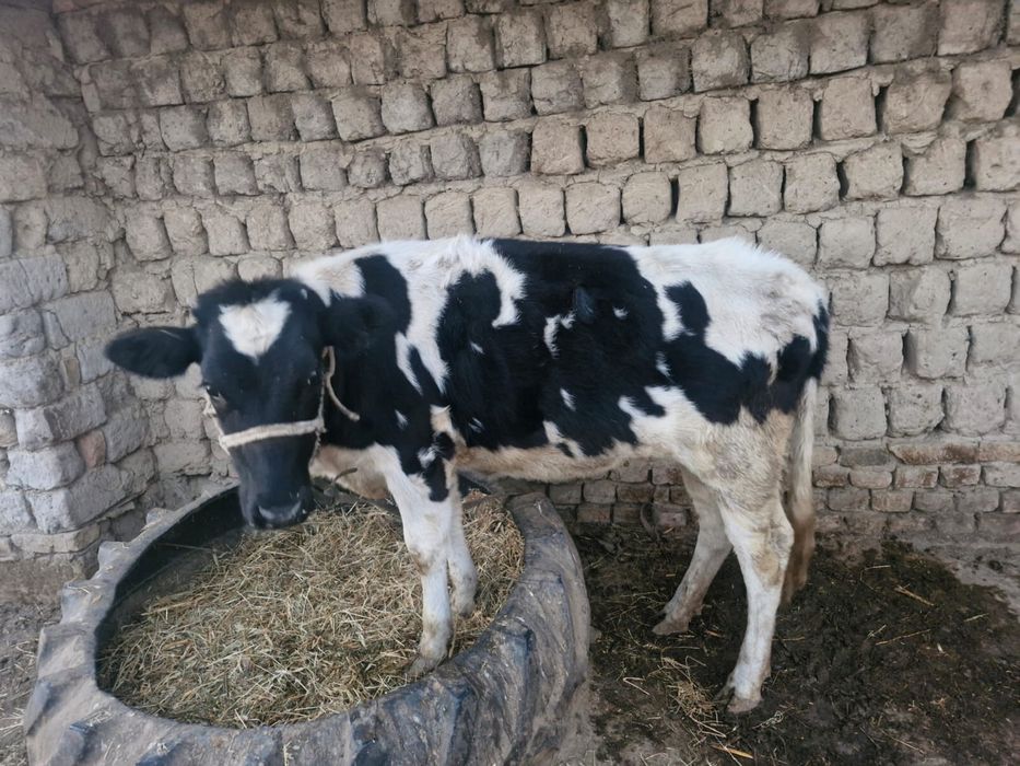 Маған бөксені киген ұнайды.