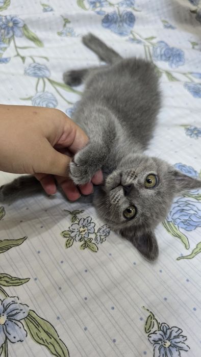 Котёнок 3 месяца