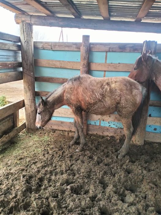 Тай сатылады лошадь