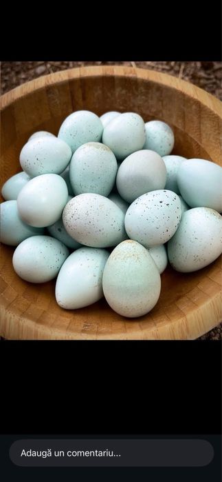 Oua de prepelita Celadon de incubat!
