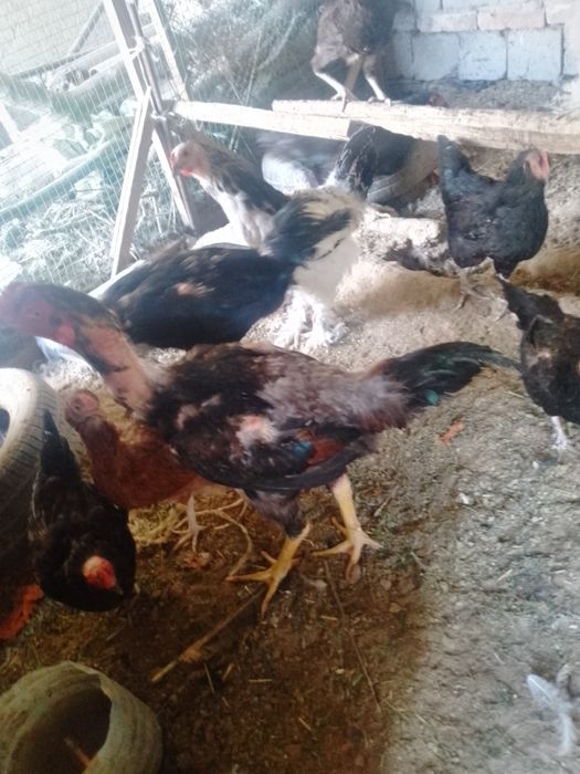 Ячсмитьбюэждрогнепак