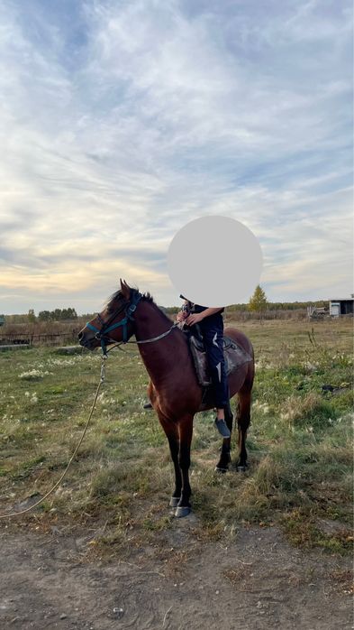 Продам коня Кунан