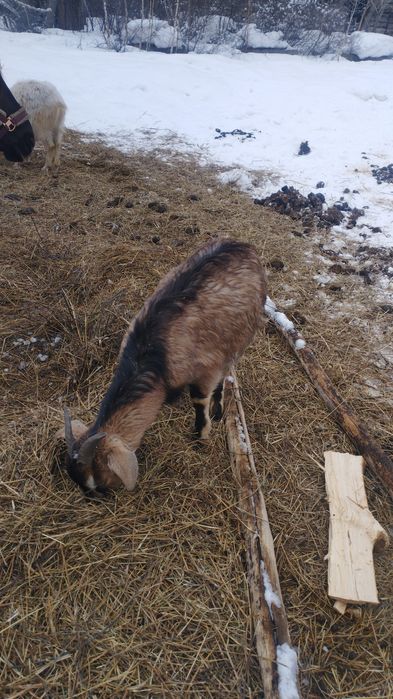 Козы молодняк прошлого года