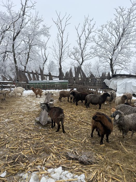 Oi foarte bune de lapte