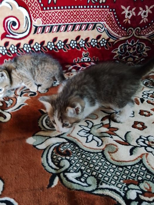 Котята метисы девочка и мальчик писать на вацап