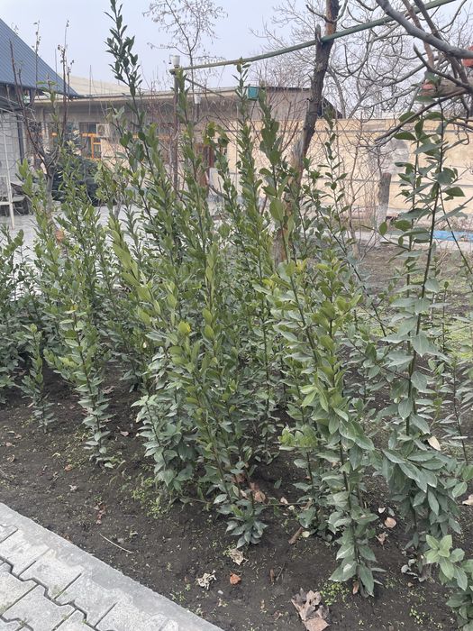 Лавровый лист. Дерево Лавр. Lavr daraxti. Lavr bargi