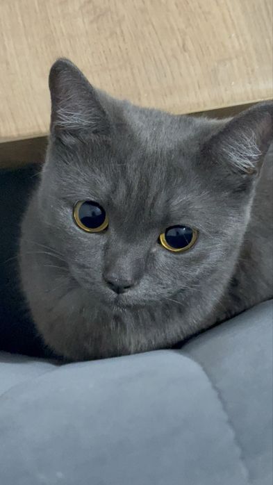 Кошка домашняя и красивая