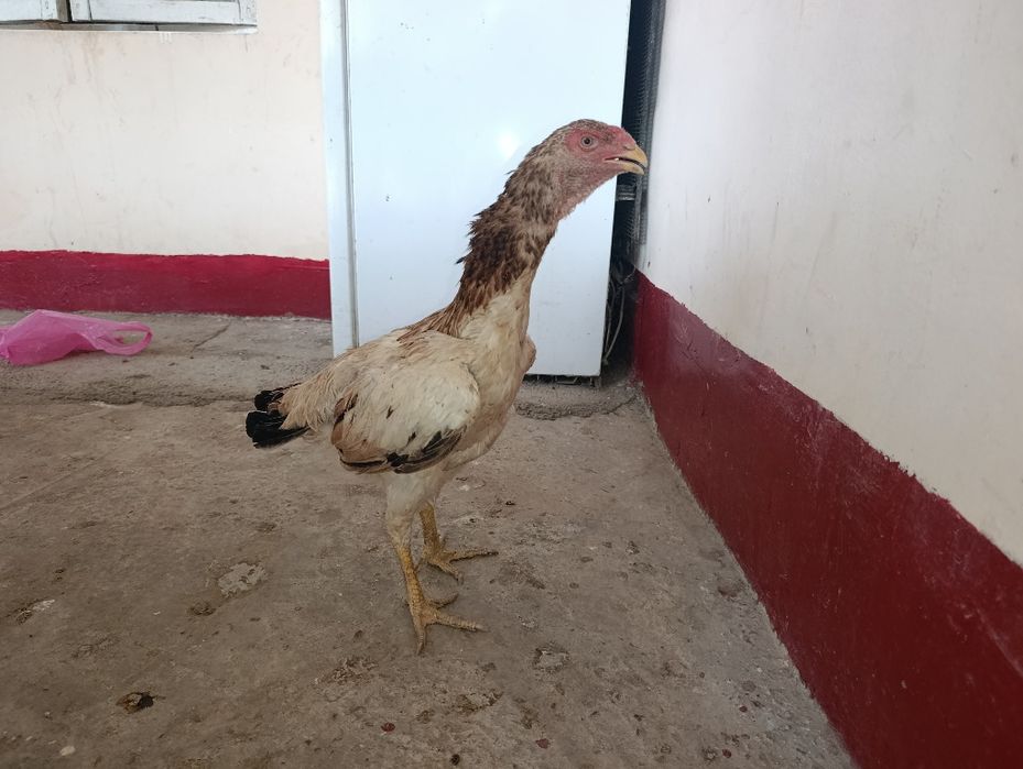 Tovuq va xoʻrozlar