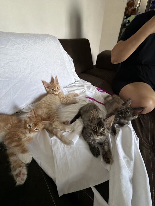 Котята Мейн-Кун 1,5 месяцев