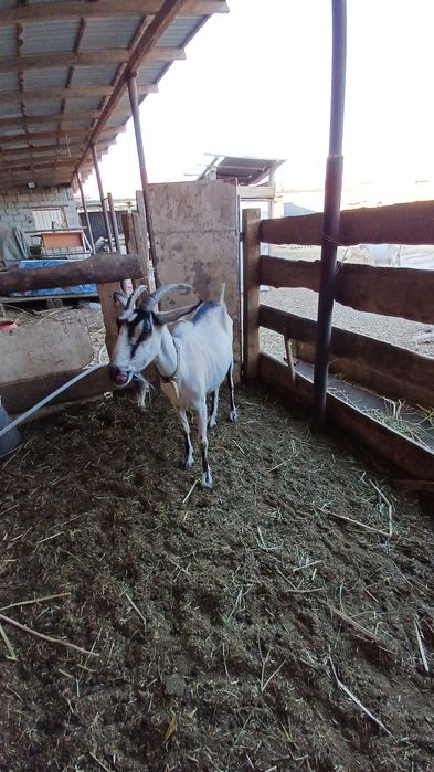 Срочно.  Сутти ешкилер сатылады.