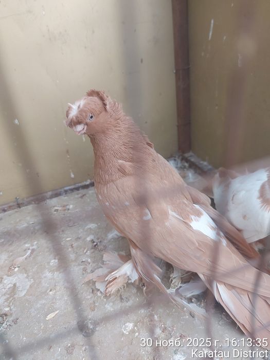 Голуби новаты пара