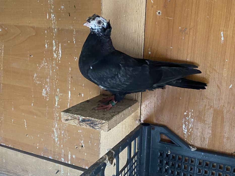 Jucator bimotat de ardeal