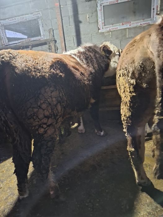 Продам быков ак бас