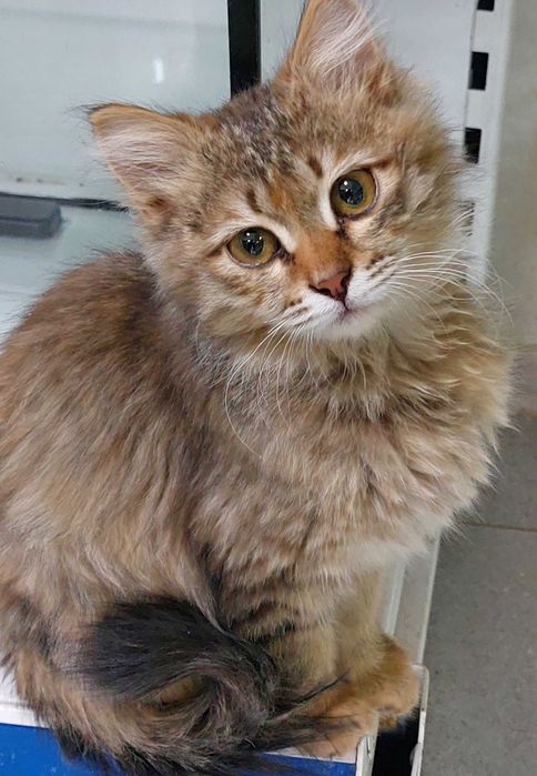 Милая кошечка...