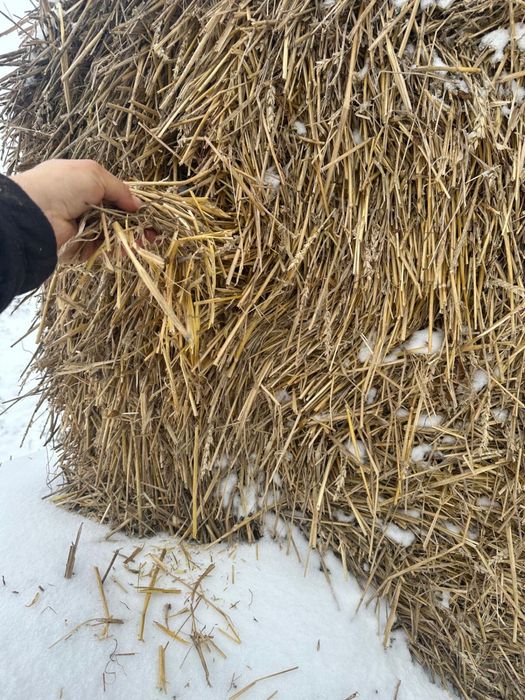 Vand baloti de paie rotunzi 120/120