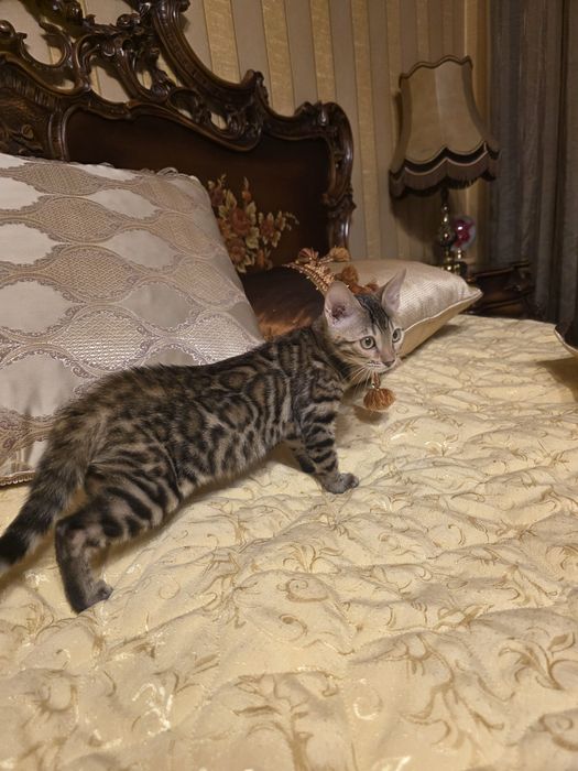 Бенгалски котета