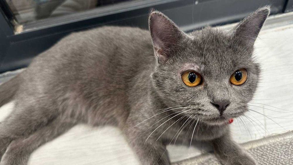 Продаётся Британская породистая кошка