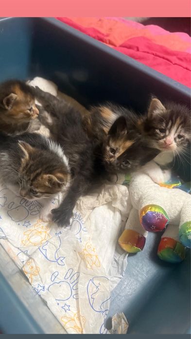 Подарявам котенца