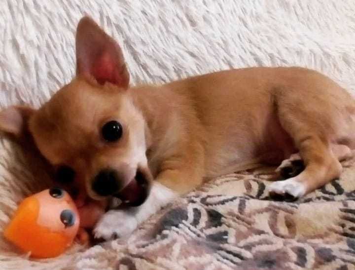 Ищем невесту кобелю чихуахуа