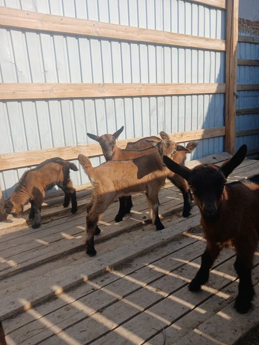 Ешкі сүті, құрт-майы сатылады.