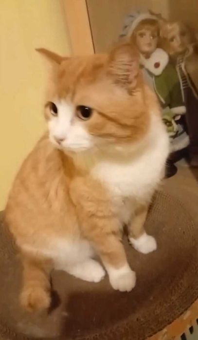 Добродушный котик ищет дом