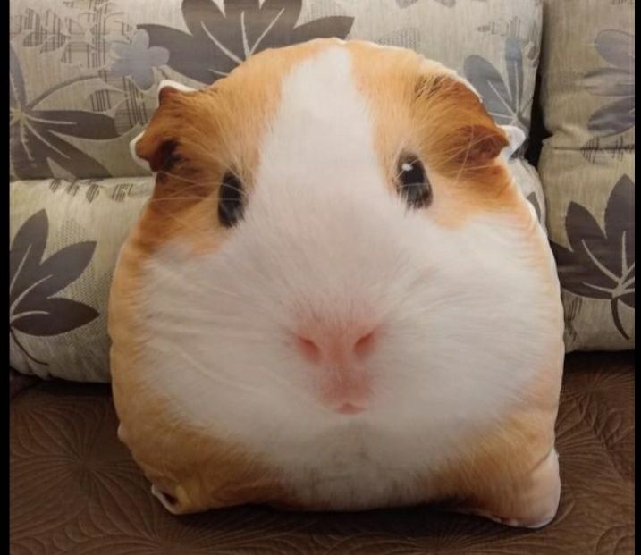 Морские свинки продаю