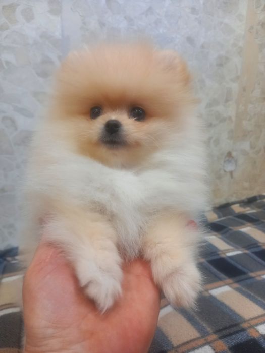 Щенки цверг шпица, мальчик и девочка