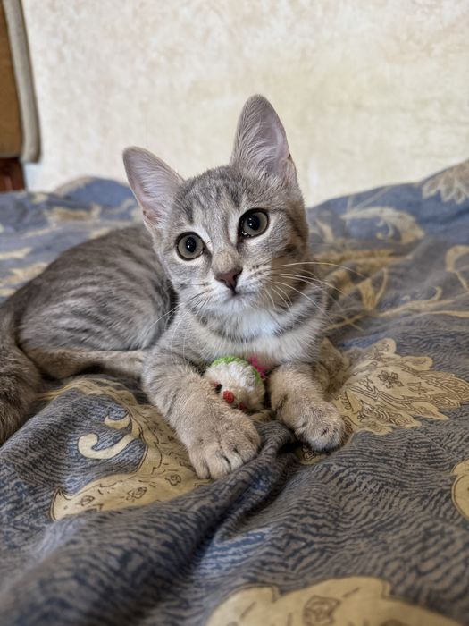 Игривый котенок ищет семью
