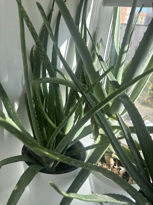 Алоэ вера от 1-3 летние