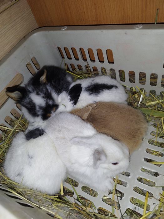 Кролики декоративные