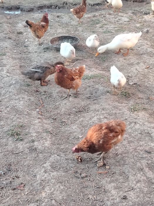 Продам. Гуси, утки пекинки, башкирки