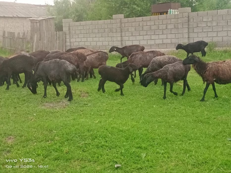 Тұсақ салуық аралас сатылады 26 бас