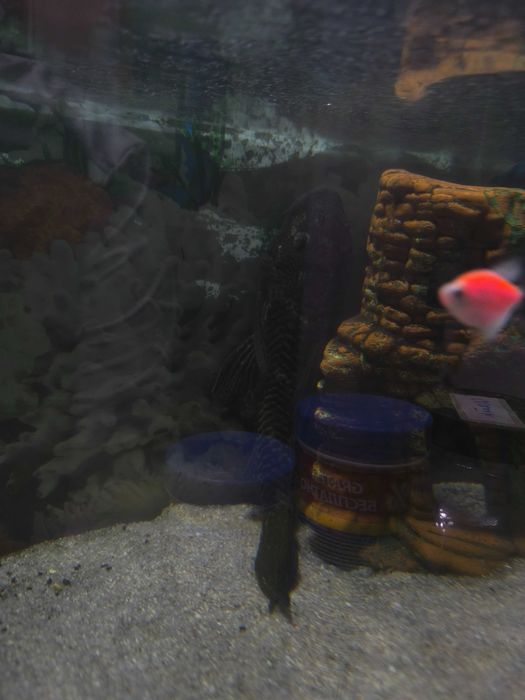 Аквариум с рыбами