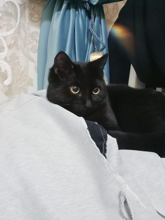 Отдам в хорошие руки