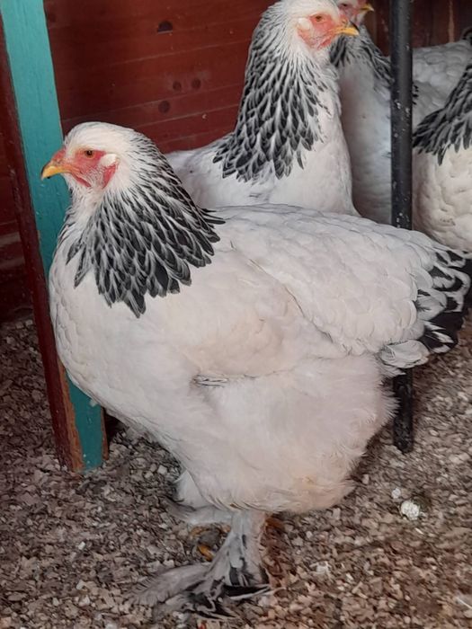 Vand gaini brahma hd și brahma culoarea porțelan
