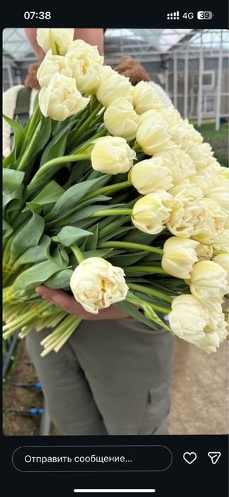 Пионовидные тюльпаны Уральск