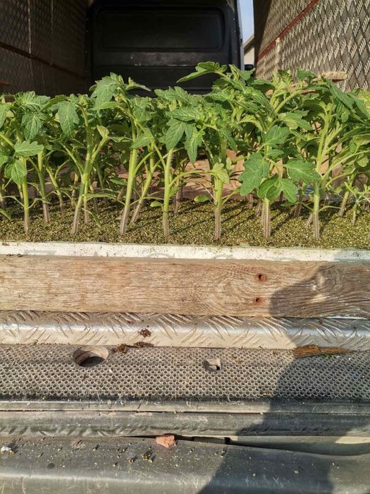 Разсад домати Фенер